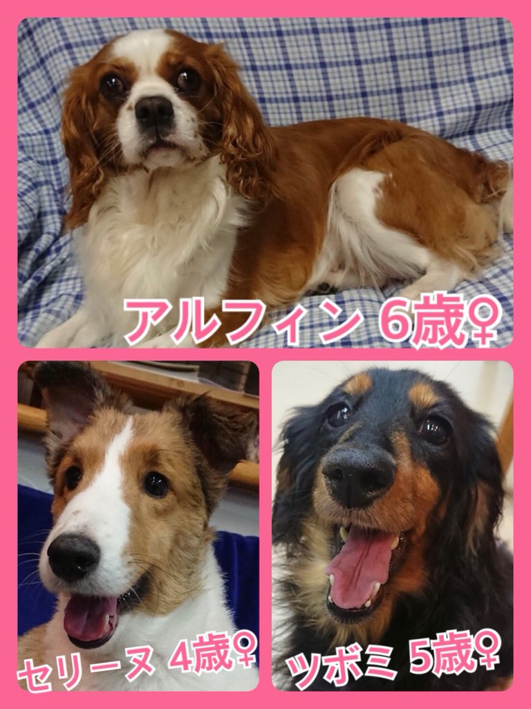 🐾今日の里親様募集中ワンコ🐶メンバーです🐾2019,6,17